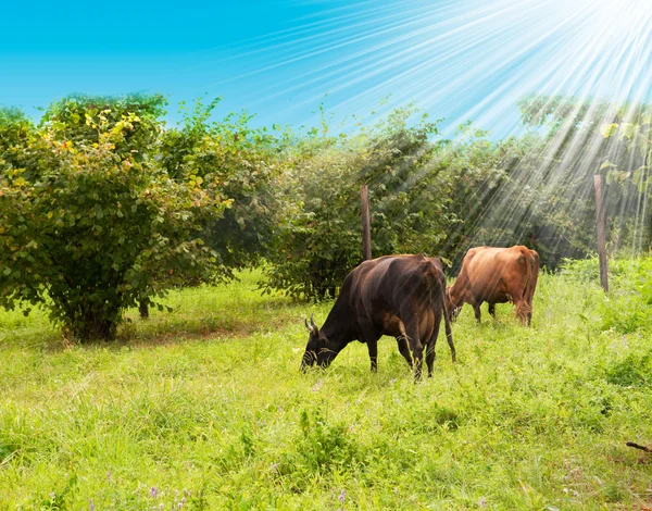 Cow in a pasture — Stock Photo, Image