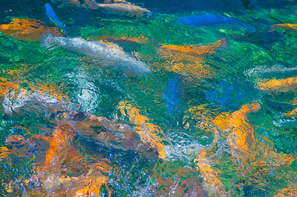 Wielobarwny pstrąg pływać — Zdjęcie stockowe