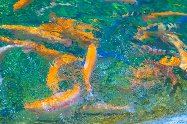 Çok renkli alabalık yüzmek — Stok fotoğraf
