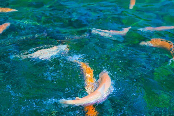 Çok renkli alabalık yüzmek — Stok fotoğraf
