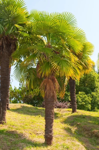 Palmera — Foto de Stock