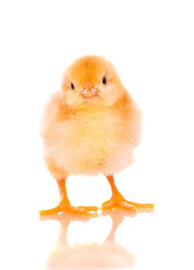 Cute baby chicks clipart