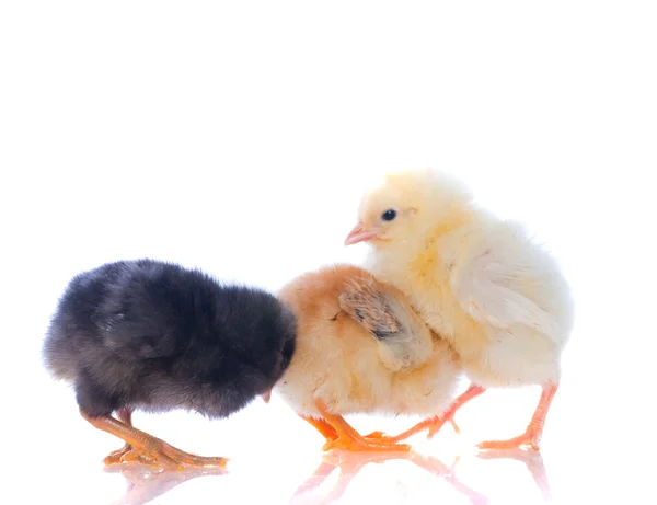 Söt baby kycklingar — Stockfoto