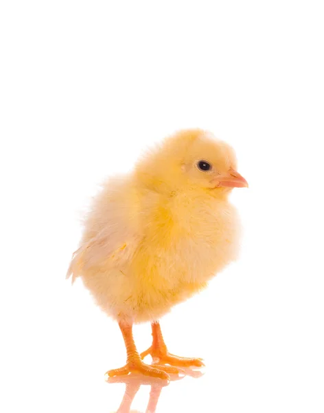 Roztomilý baby kuřat — Stock fotografie