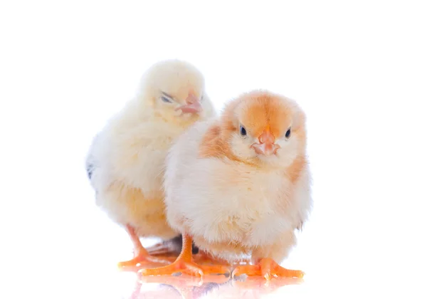 Söt baby kycklingar — Stockfoto