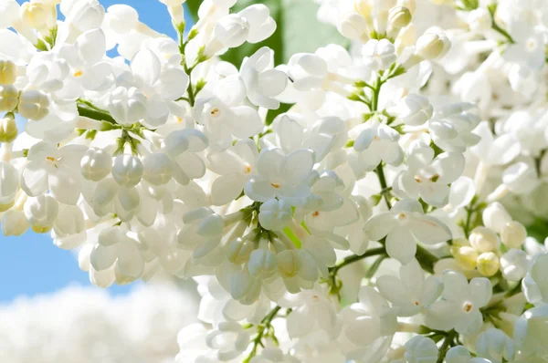 Kersenboom tak in bloei — Stockfoto