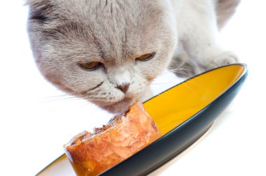 Cat eating clipart