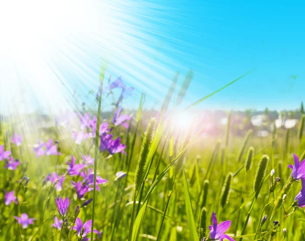 stock image Closeup of the green grass