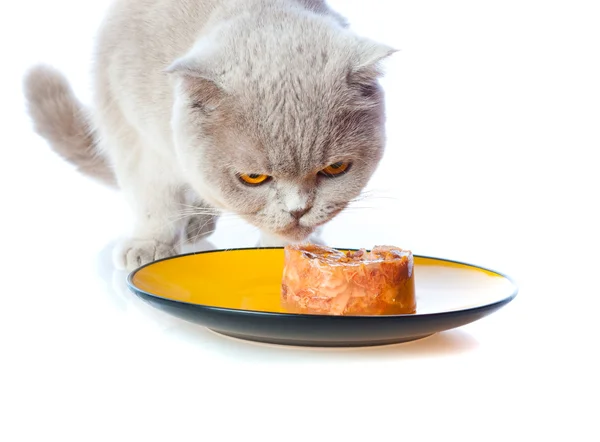 Comer gato — Fotografia de Stock