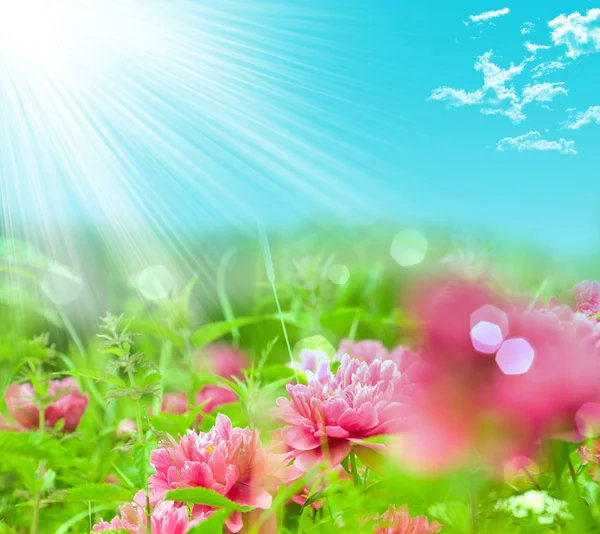 Spring Blooming — Stock Photo, Image