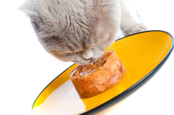 Кошка ест — стоковое фото