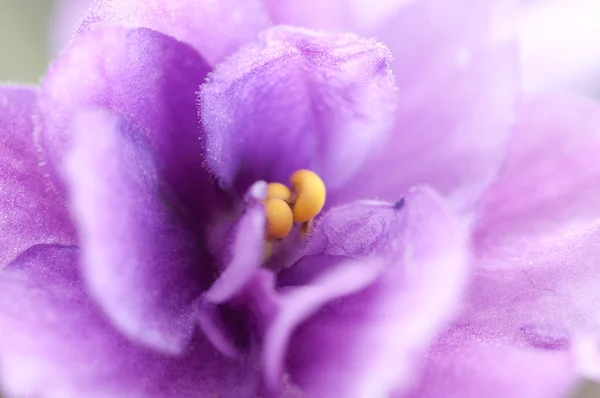 Fiore. macro — Foto Stock