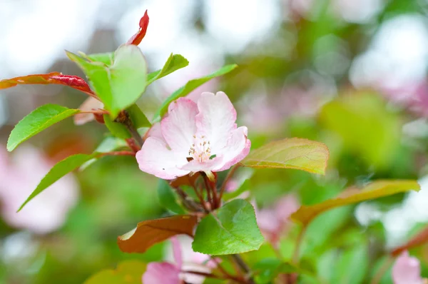 벚꽃 과 가지 — 스톡 사진