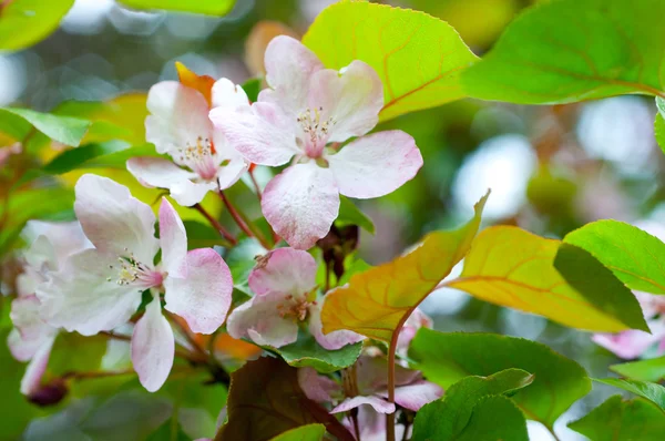 벚꽃 과 가지 — 스톡 사진