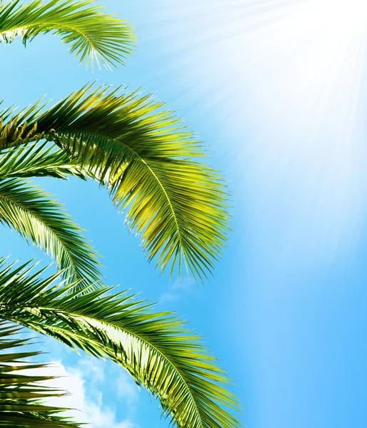 Palm brunch met sky — Stockfoto