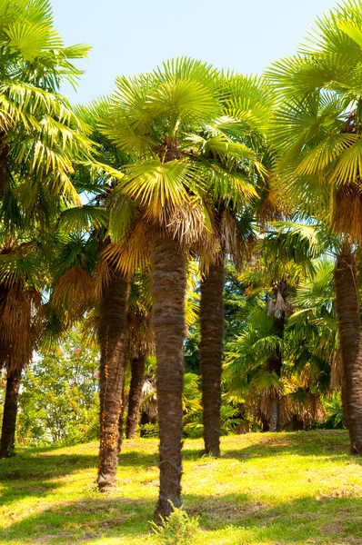 Brunch aux palmiers — Photo