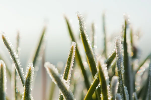 Frost jedle větev — Stock fotografie