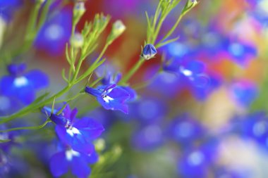 Lobelia compacta