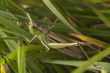 Grasshopper hiding clipart