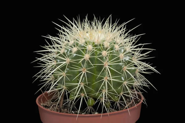 Grüner Kaktus — Stockfoto