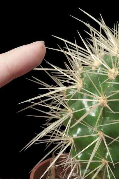 Зеленый кактус с прикосновением пальцев — стоковое фото