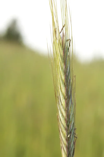 Rye ear — Stock Photo, Image
