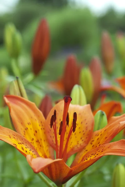 Tiger lily — Stockfoto
