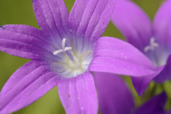Campana azul flor macro — Foto de Stock