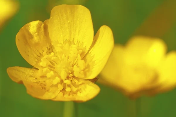 Yellow buttercup — Stock Photo, Image