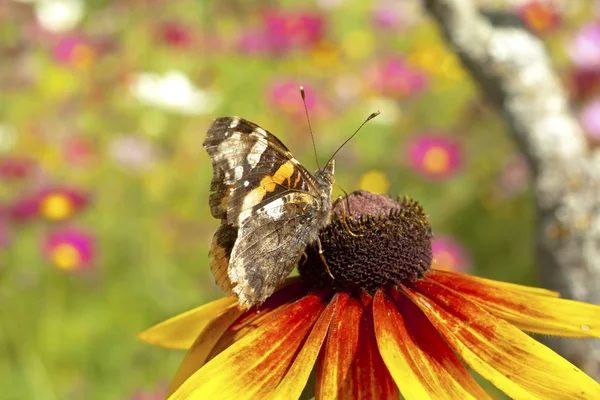 Żółta chryzantema czerwony z motyl — Zdjęcie stockowe