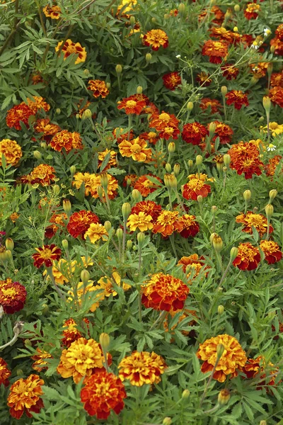 Marigolds in nature — Stock Photo, Image
