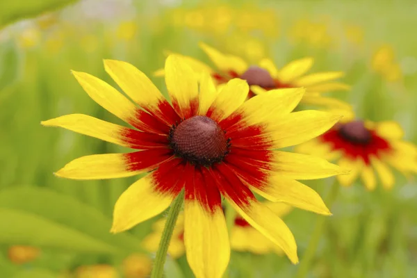 stock image Yellow red chrysanthemum