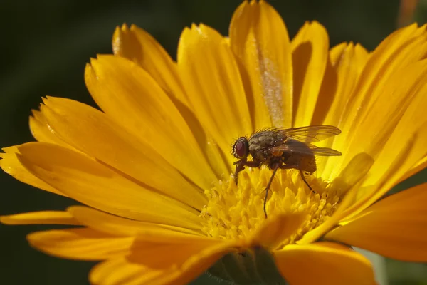 Calendula with water drops and a fly — Stock Photo, Image