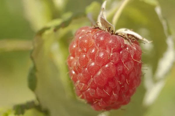 stock image Raspberry macro