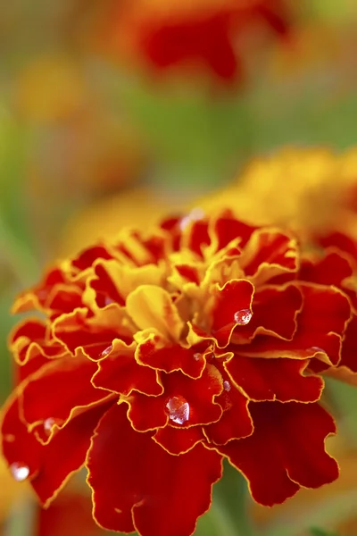 Marigold s kapkami vody — Stock fotografie