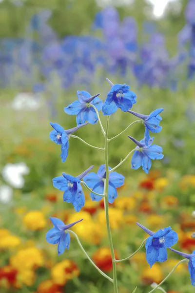 Flor de campana azul —  Fotos de Stock