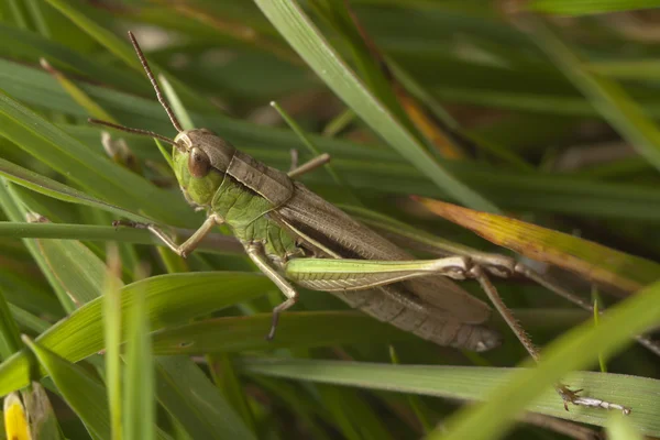 Grasshopper escondido —  Fotos de Stock