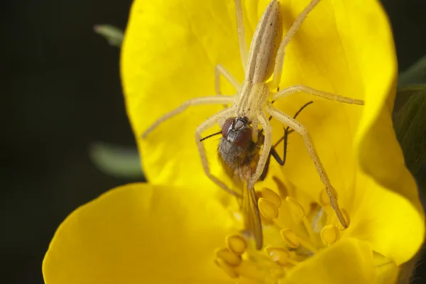 Spider matanza mosca — Foto de Stock