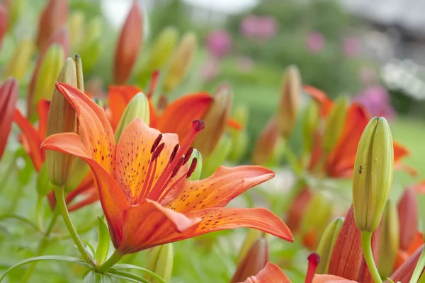 Turuncu lily — Stok fotoğraf