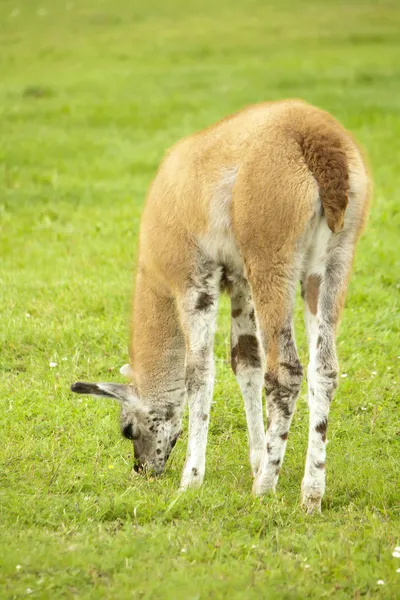 stock image Lama eating grass