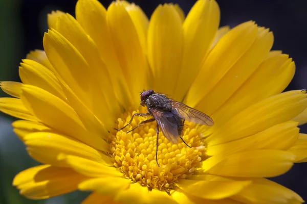 Calêndula close up fly — Fotografia de Stock