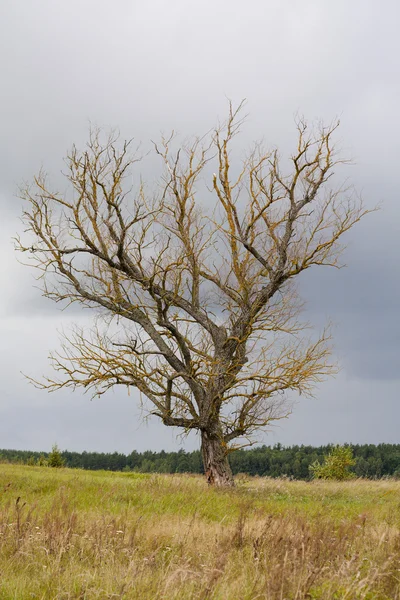 Árbol viejo muerto — Foto de Stock