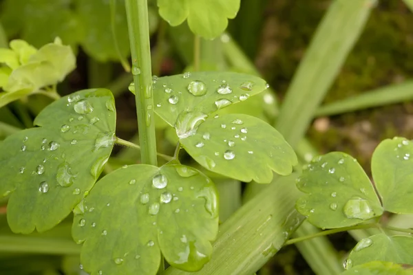 Vízcseppek a növényen — Stock Fotó