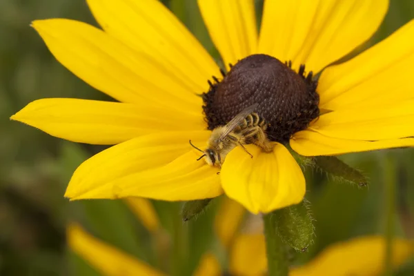 Crisântemo amarelo com abelha — Fotografia de Stock