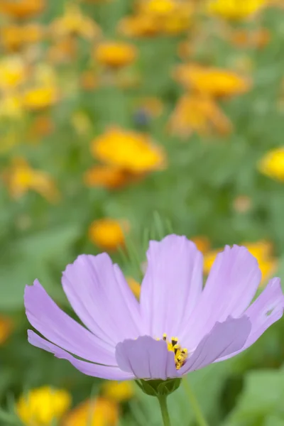 Kosmos blomma nära upp — Stockfoto