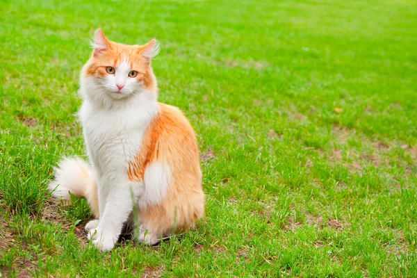 Stock image Orange white cat portrait