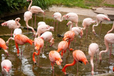 Flamingo grubu