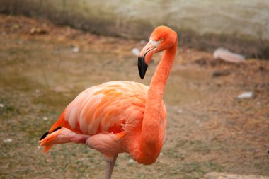 pembe flamingo