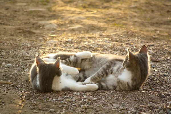 stock image Two little cats