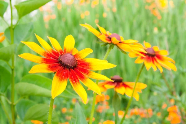 stock image Yellow red chrysanthemum